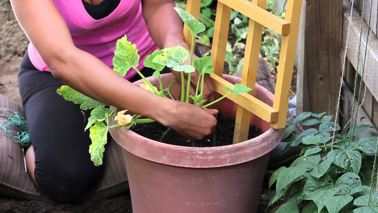 How to Grow Zucchini in a 5-Gallon Bucket How to Grow Zucchini in a 5-Gallon Bucket