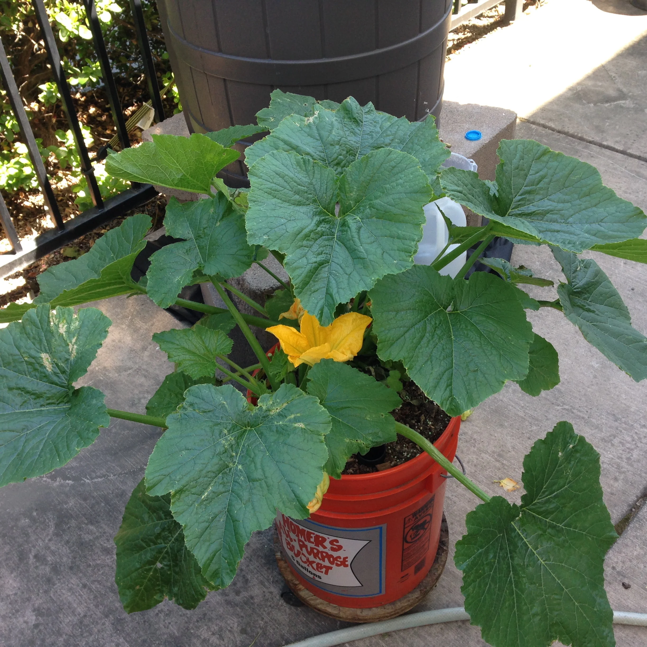 How to Grow Zucchini in a 5-Gallon Bucket