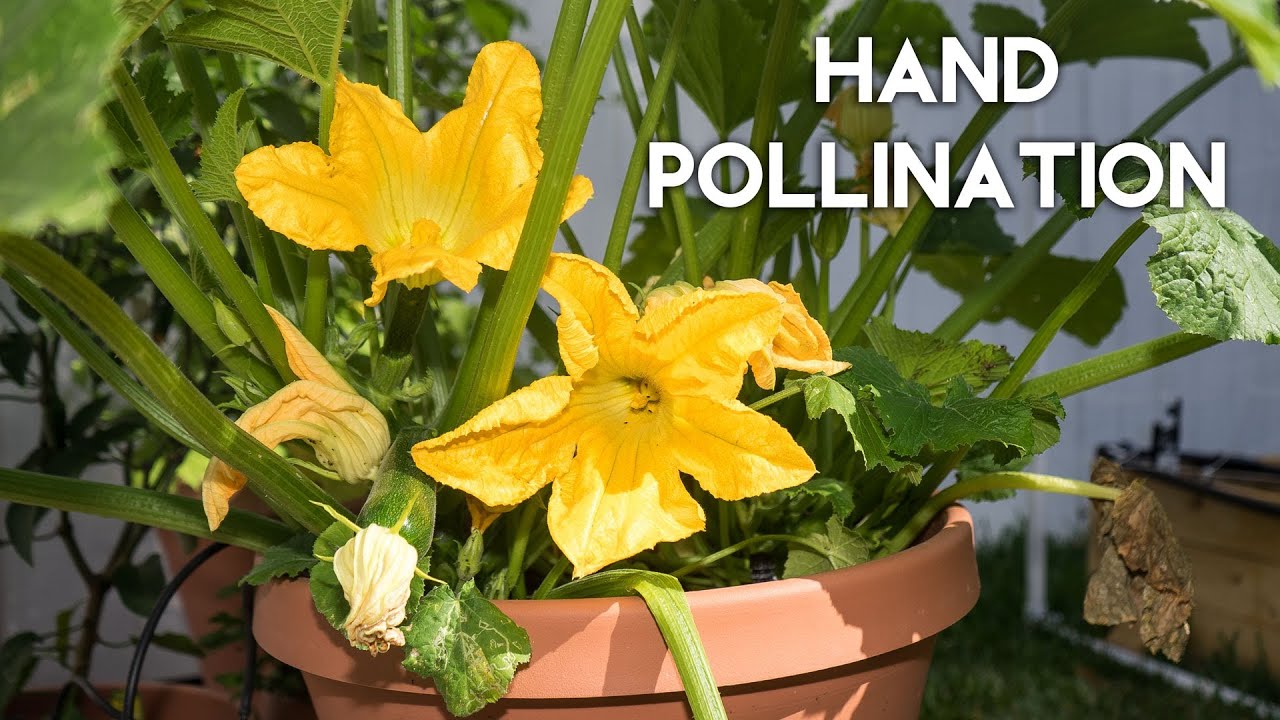 How to Hand Pollinate Zucchini How to Hand Pollinate Zucchini