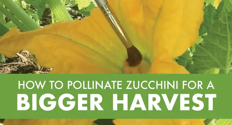 How to Hand Pollinate Zucchini - GreenThumbsGuide