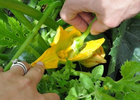How to Hand Pollinate Zucchini How to Hand Pollinate Zucchini