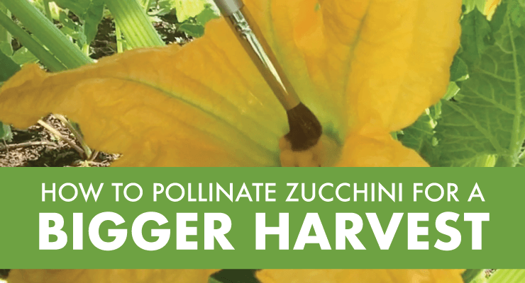 How to Hand Pollinate Zucchini How to Hand Pollinate Zucchini
