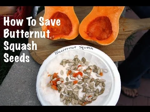 How to Harvest and Save Butternut Squash Seeds