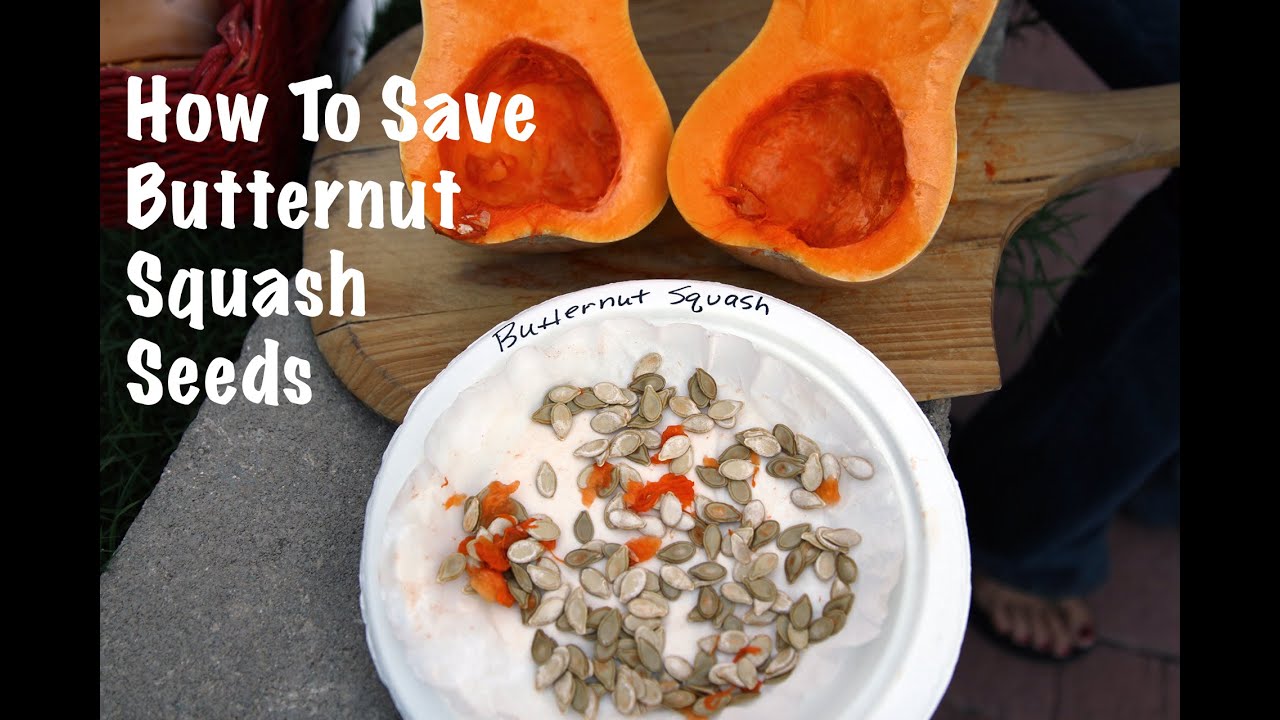 How to Harvest and Save Butternut Squash Seeds How to Harvest and Save Butternut Squash Seeds