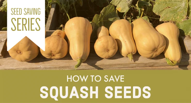 How to Harvest and Save Butternut Squash Seeds
