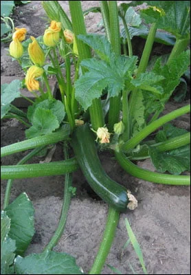 How to Identify a Zucchini Plant