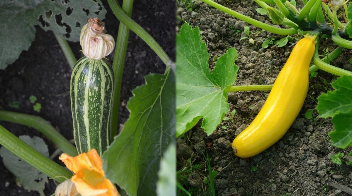 How to Identify a Zucchini Plant