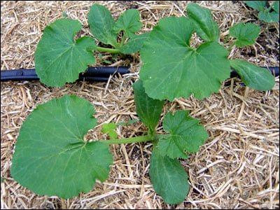 How to Identify a Zucchini Plant