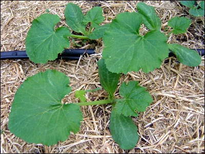 How to Identify a Zucchini Plant