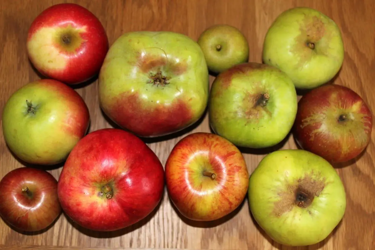 How To Identify Apples How To Identify Apples