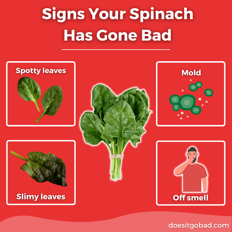 How to Identify Spoiled Spinach by Smell