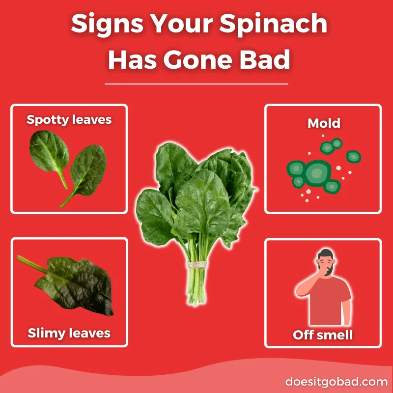 How to Identify Spoiled Spinach by Smell