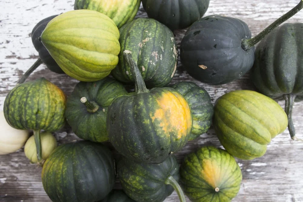 How to Know When Acorn Squash is Ready to Pick