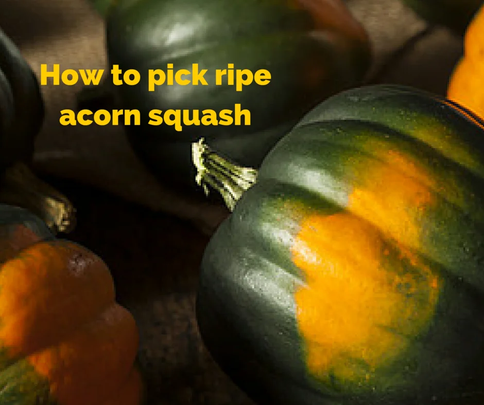 How to Know When Acorn Squash is Ready to Pick