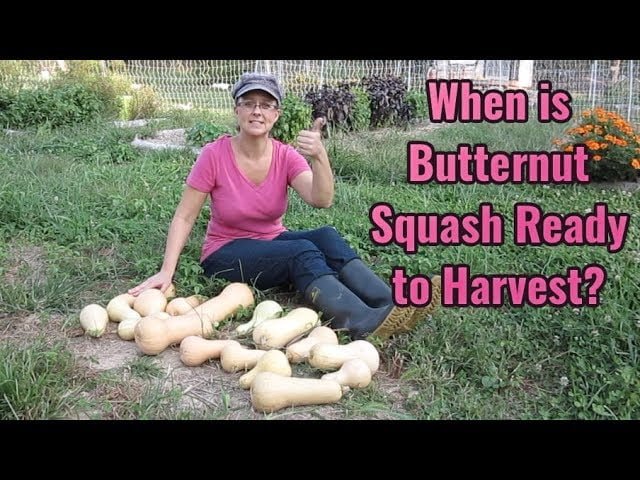 How to Know When Butternut Squash is Ready to Harvest How to Know When Butternut Squash is Ready to Harvest