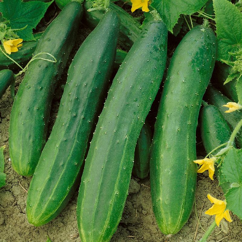 How to Know When to Pick Straight 8 Cucumbers How to Know When to Pick Straight 8 Cucumbers