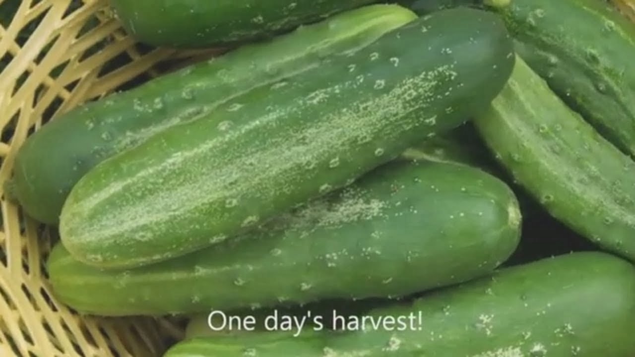 How to Know When to Pick Straight 8 Cucumbers How to Know When to Pick Straight 8 Cucumbers