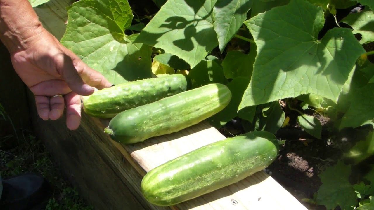 How to Know When to Pick Straight 8 Cucumbers How to Know When to Pick Straight 8 Cucumbers