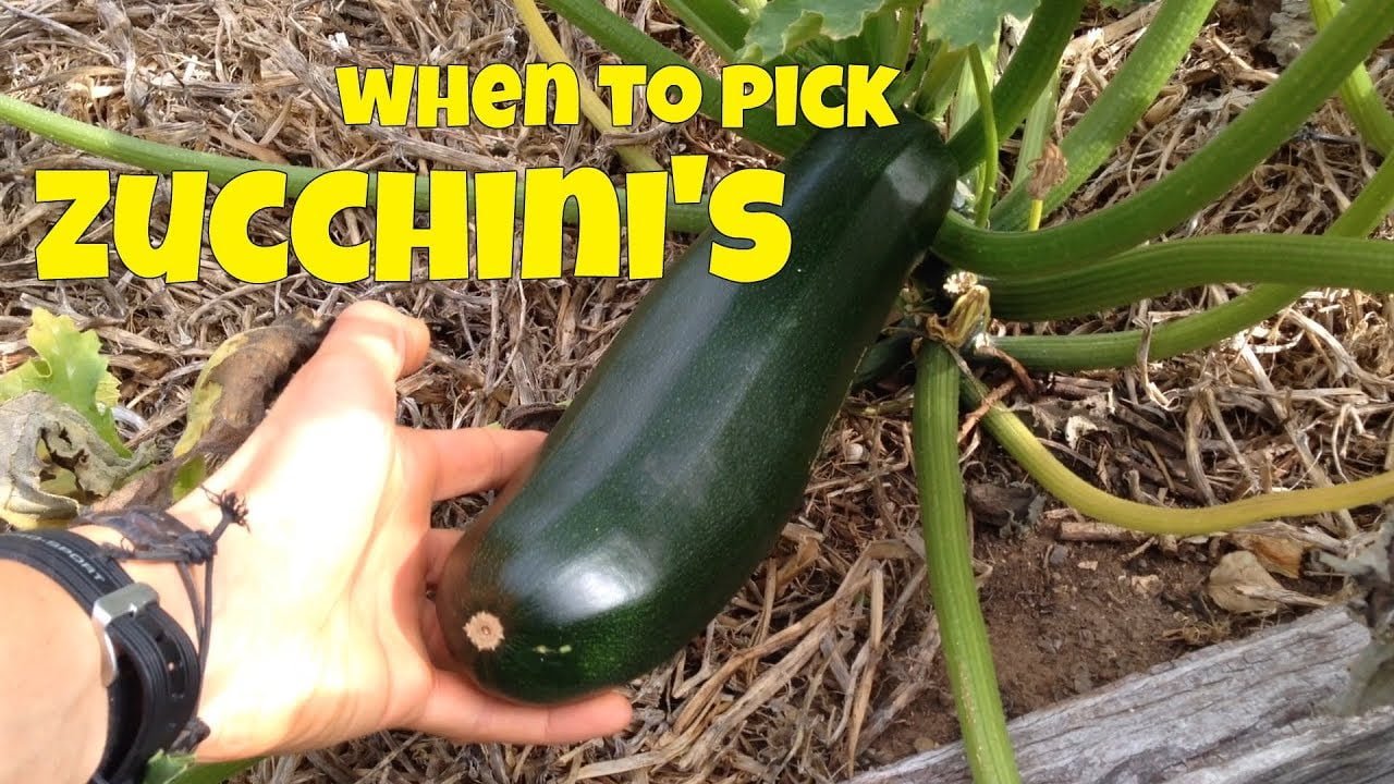 How to Know When to Pick Zucchini How to Know When to Pick Zucchini