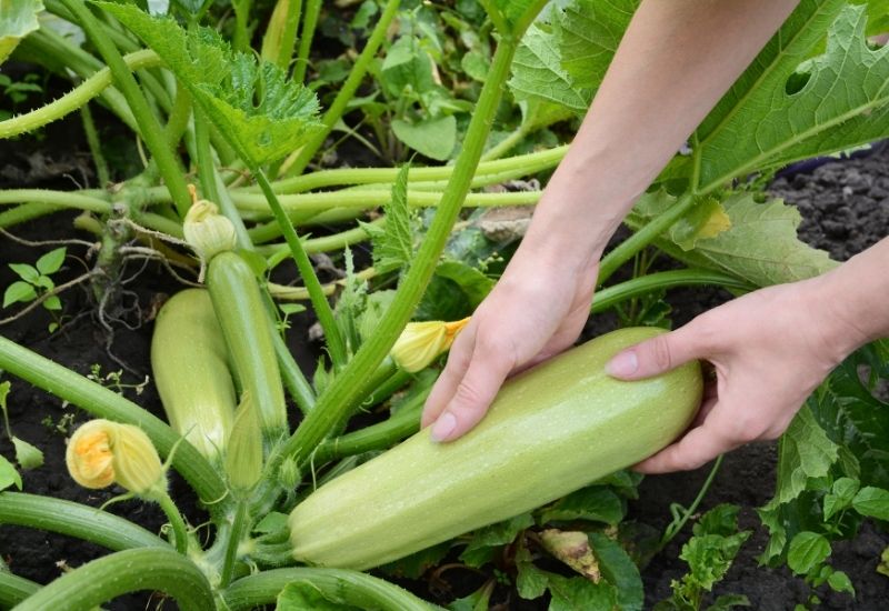 How to Know When to Pick Zucchini How to Know When to Pick Zucchini