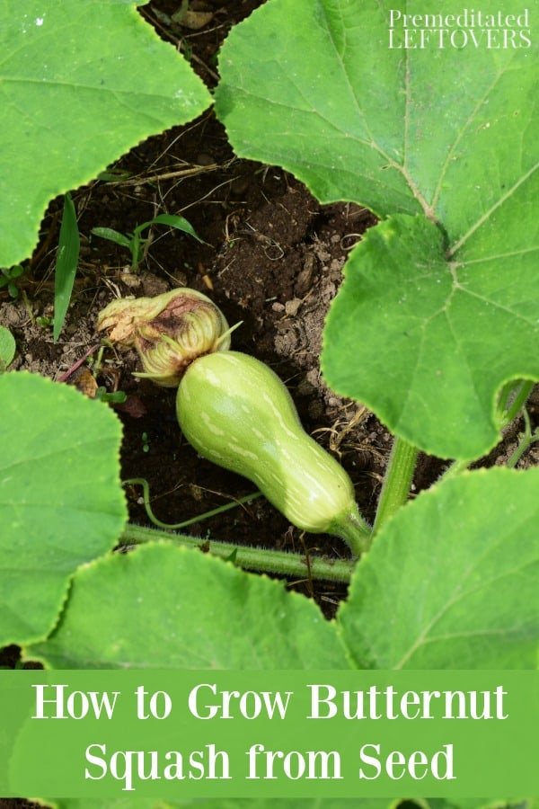 How to Plant Butternut Squash Seeds Successfully How to Plant Butternut Squash Seeds Successfully