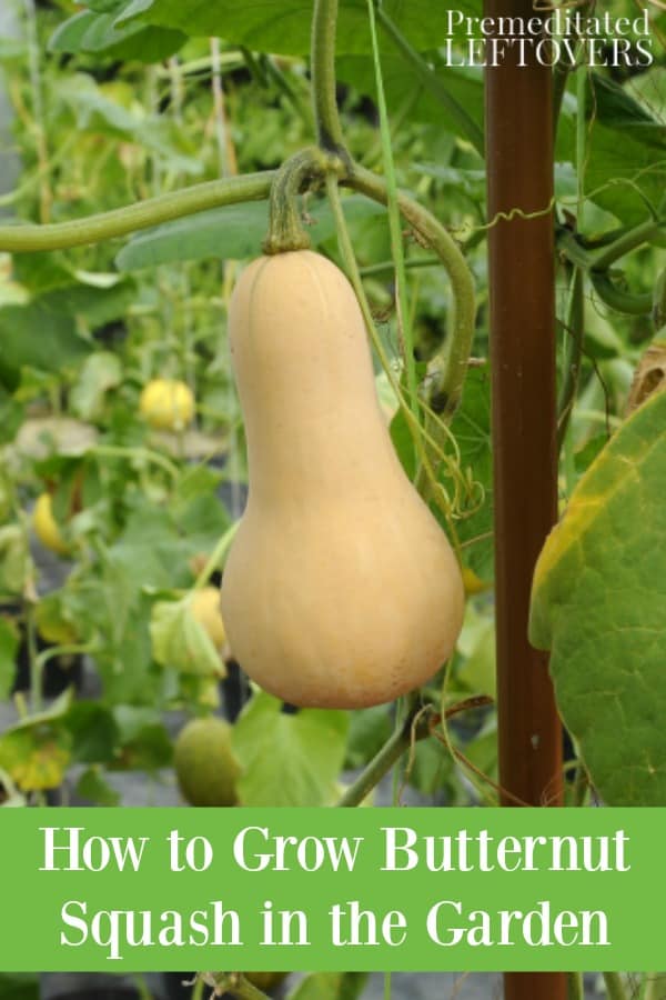 How to Plant Butternut Squash Seeds Successfully How to Plant Butternut Squash Seeds Successfully