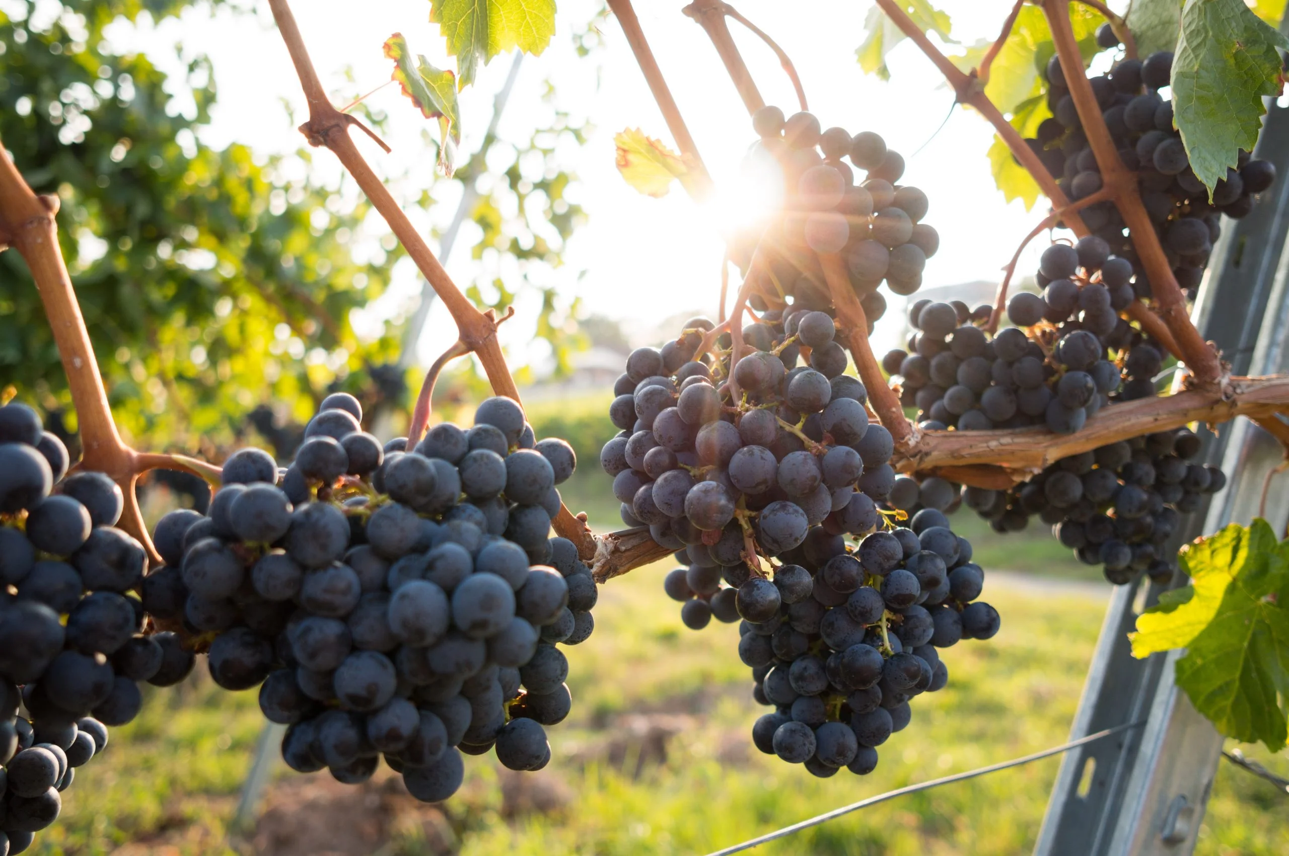 How To Plant Concord Grapes
