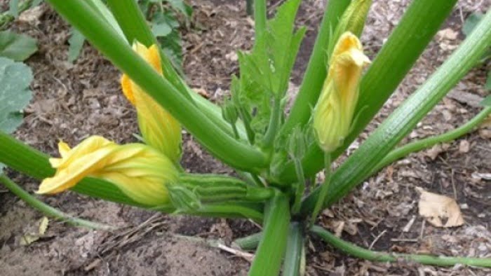 How to Pollinate Zucchini Plants How to Pollinate Zucchini Plants