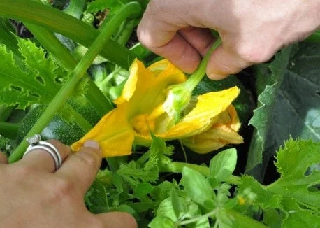 How to Pollinate Zucchini Squash