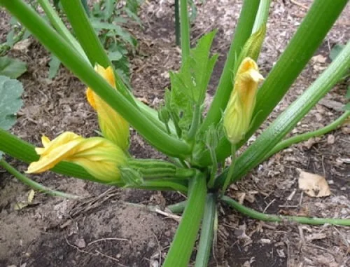 How to Pollinate Zucchini Squash