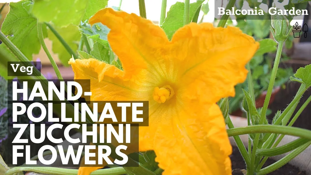How to Pollinate Zucchini Squash