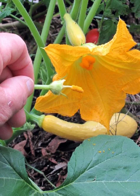 How to Pollinate Zucchini Squash