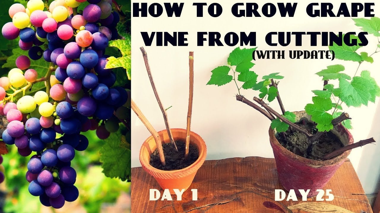 How To Propagate Grapes How To Propagate Grapes