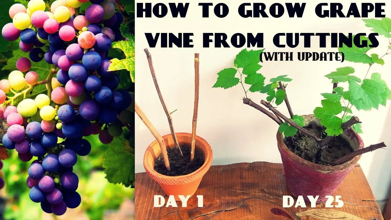 How To Propagate Grapes
