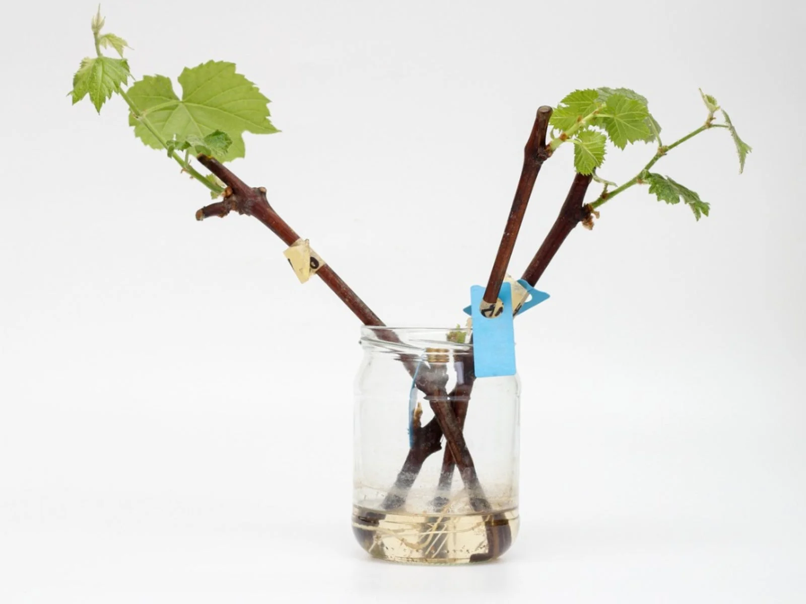 How To Propagate Grapes