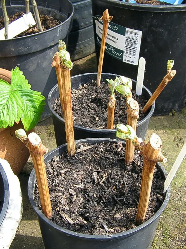 How To Propagate Grapes
