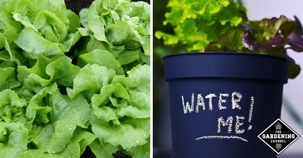 How to Properly Water Lettuce How to Properly Water Lettuce