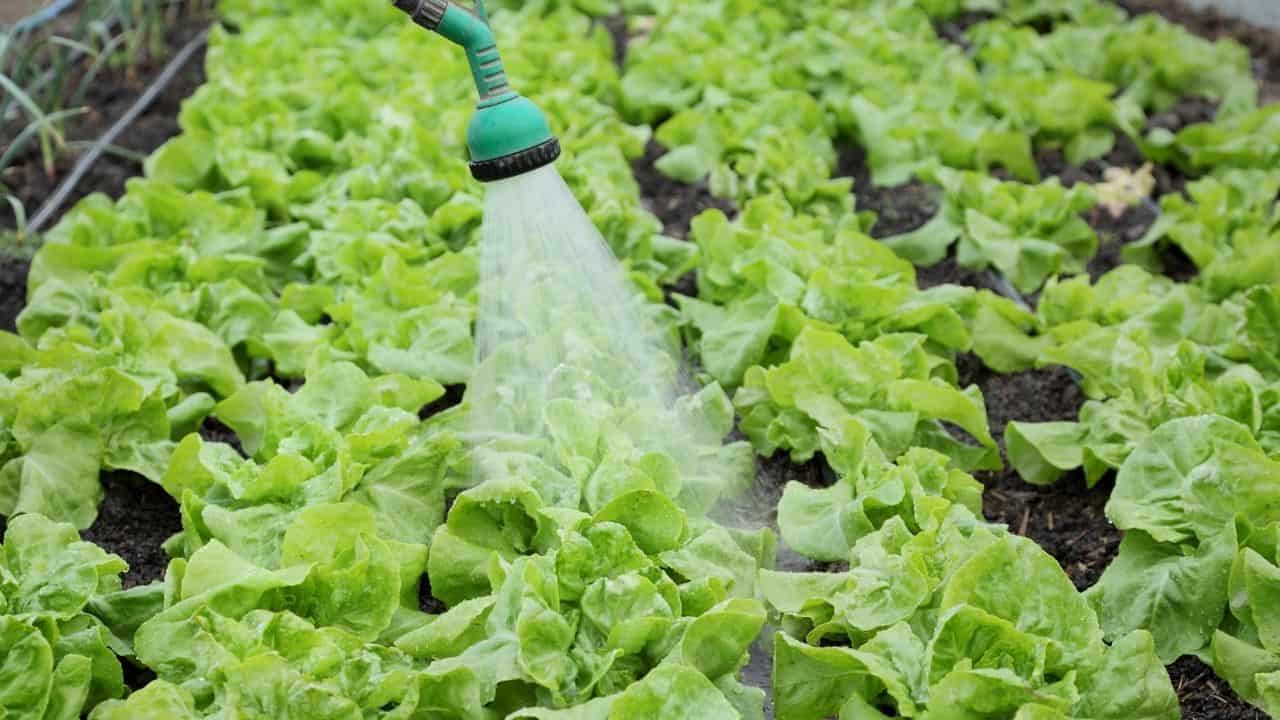 How to Properly Water Lettuce How to Properly Water Lettuce