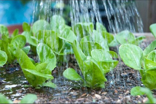 How to Properly Water Lettuce How to Properly Water Lettuce
