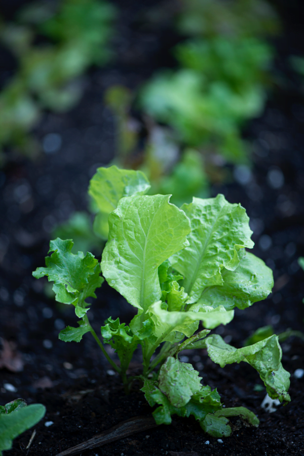 How to Properly Water Lettuce How to Properly Water Lettuce