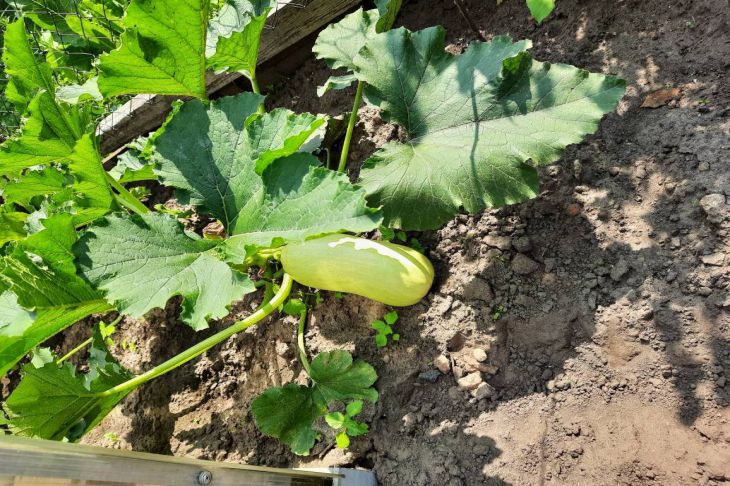 How to Properly Water Zucchini Plants How to Properly Water Zucchini Plants
