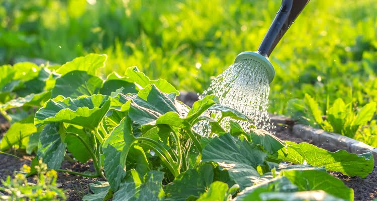 How to Properly Water Zucchini Plants How to Properly Water Zucchini Plants