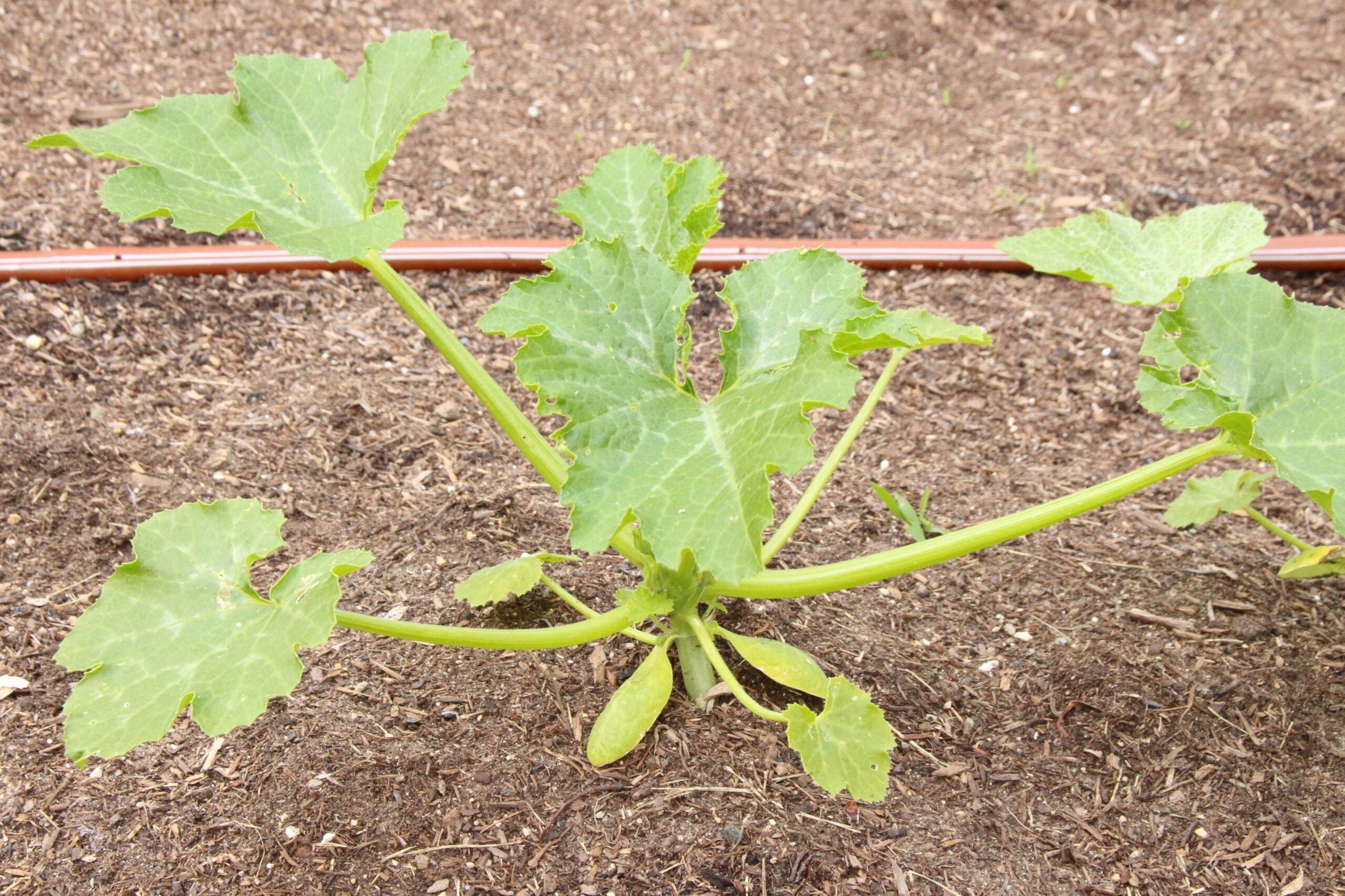 How to Properly Water Zucchini Plants How to Properly Water Zucchini Plants