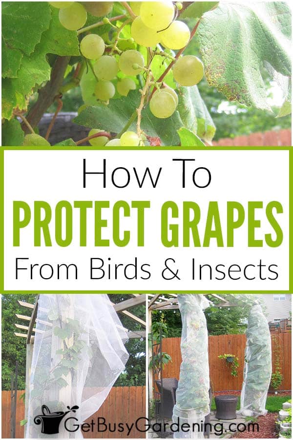 How To Protect Grapes From Birds How To Protect Grapes From Birds