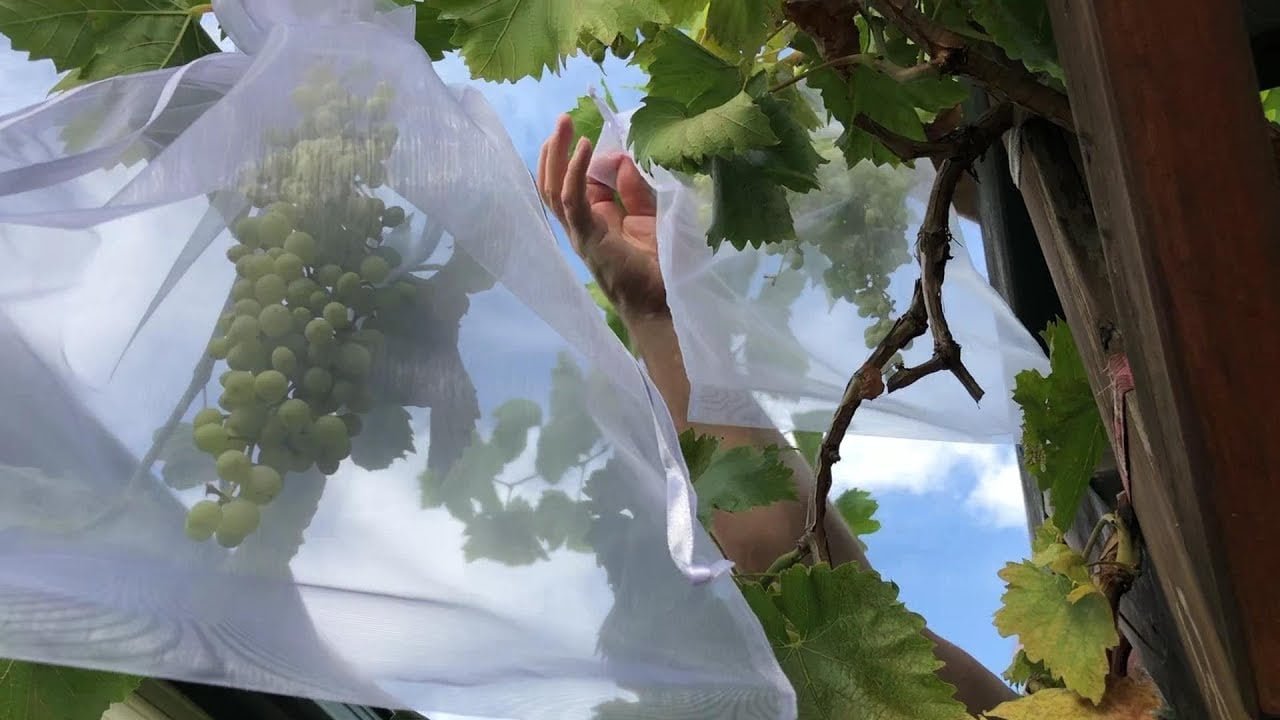 How To Protect Grapes From Birds How To Protect Grapes From Birds