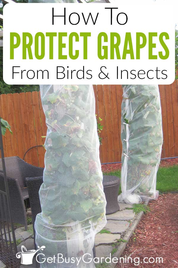 How To Protect Grapes From Birds How To Protect Grapes From Birds