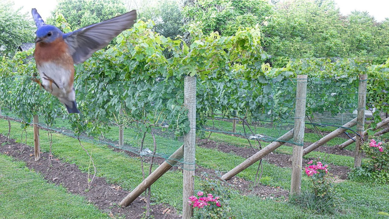 How To Protect Grapes From Birds How To Protect Grapes From Birds