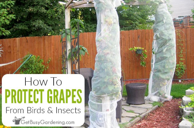 How To Protect Grapes From Birds How To Protect Grapes From Birds