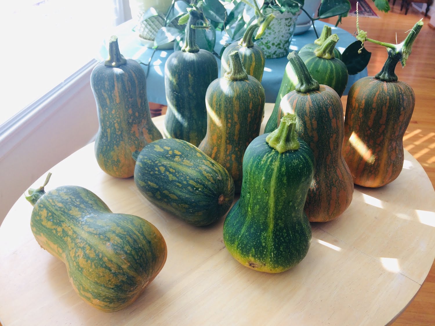 How to Ripen Butternut Squash Off the Vine