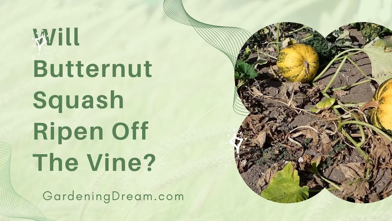 How to Ripen Butternut Squash Off the Vine
